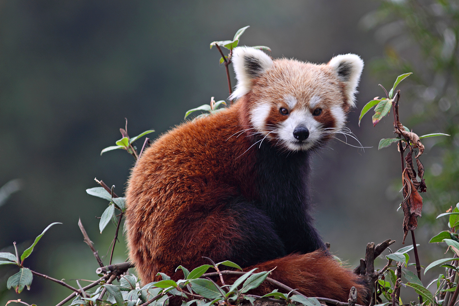 SBI Foundation and WWF India Join Hands for Red Panda Transboundary  Conservation in Sikkim and Kalimpong District of West Bengal - CSR Mandate