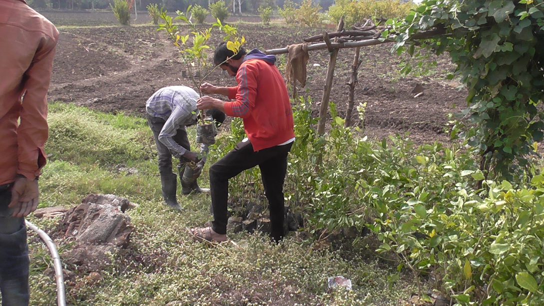 Moneyboxx Finance Expands Agroforestry Drive to MP to Significantly