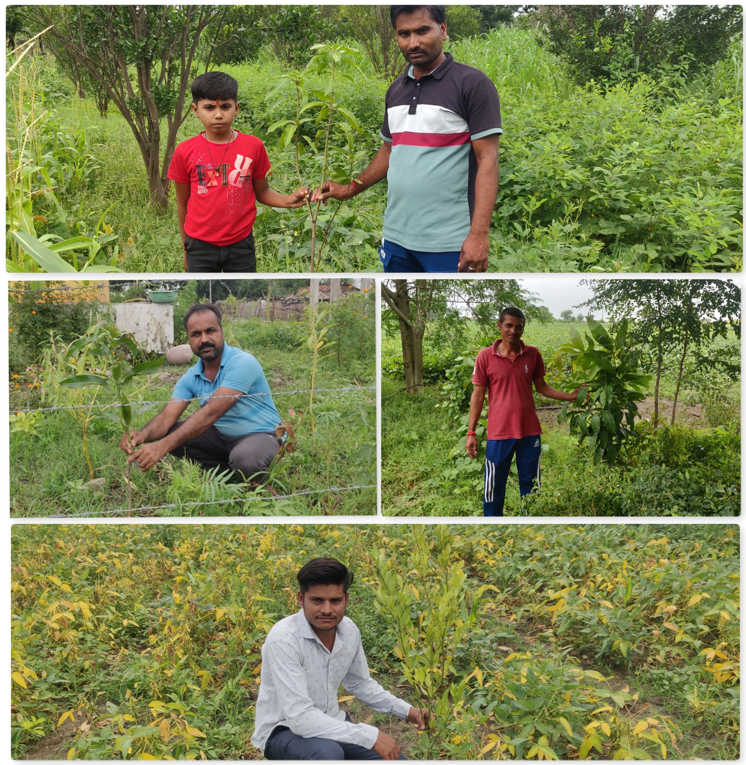 Moneyboxx Finance Expands Agroforestry Drive to MP and Rajasthan CSR