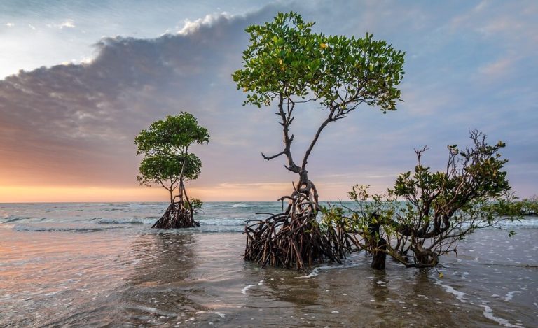 New Study Warns India’s Coastal ‘Climate Heroes’ at Risk; Calls for Urgent Action to Protect Mangroves, Seagrasses and Salt Marshes