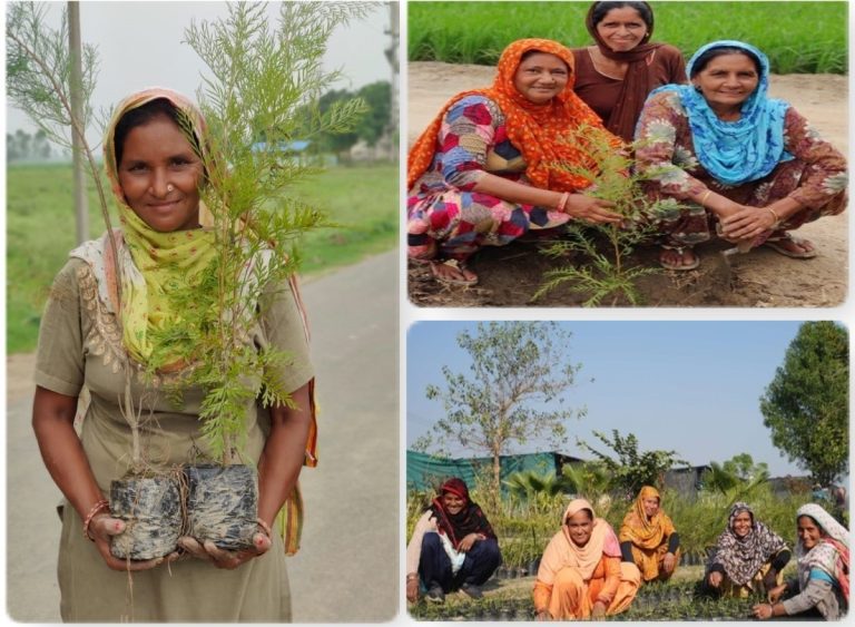 Three Million Trees and Counting: Roundglass Foundation’s Drive to Green Punjab